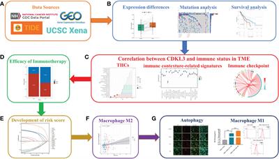 CDKL3 shapes immunosuppressive tumor microenvironment and initiates autophagy in esophageal cancer